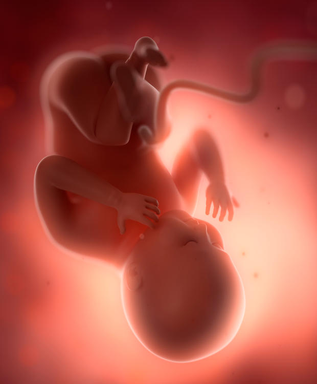 Embryo