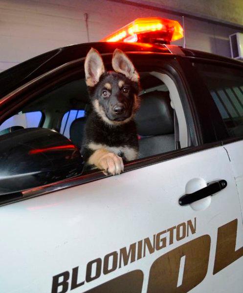 Welpe im Polizeiauto